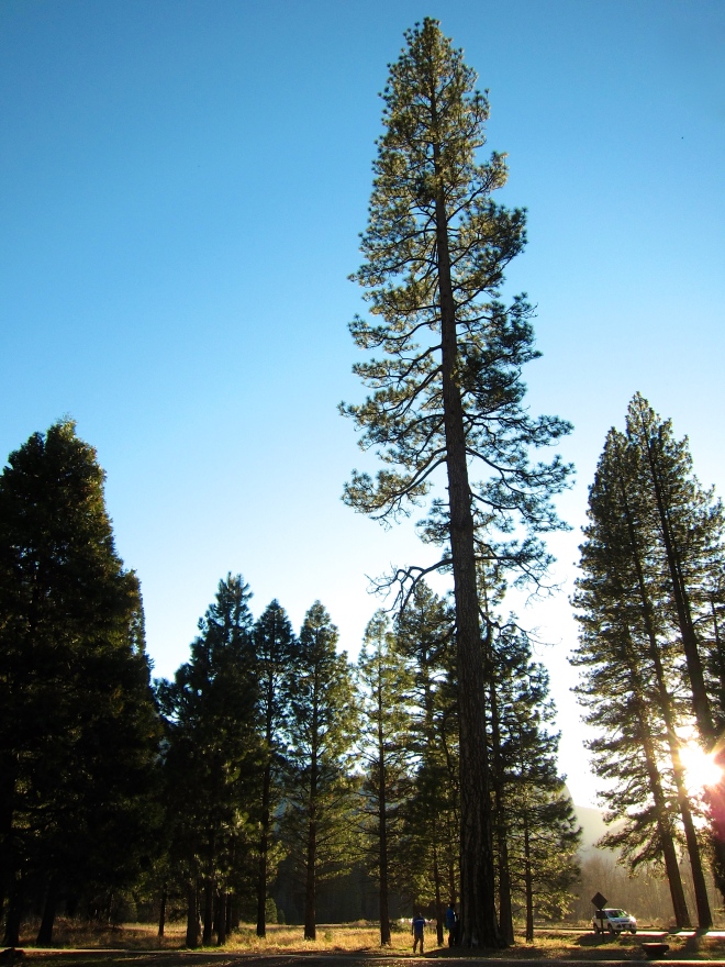 Pine trees basking in the warm afternoon sun. It's almost as if we're living in a picture storybook.